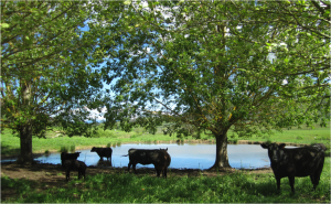 Cattle by pond